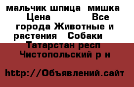 мальчик шпица (мишка) › Цена ­ 55 000 - Все города Животные и растения » Собаки   . Татарстан респ.,Чистопольский р-н